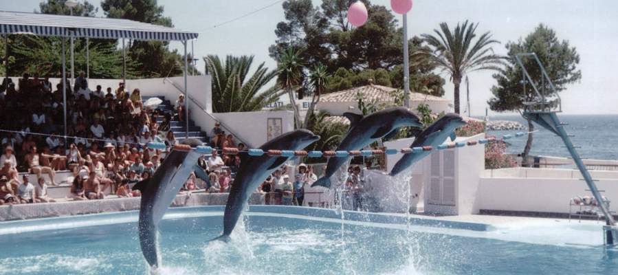 Marineland actividades familia mallorca palmanova cas saboners aparthotel playas ca's saboners Marineland actividades familia mallorca palmanova cas saboners aparthotel playas ca's saboners