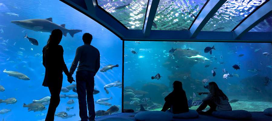 Acuario de palma dia lluvia cas saboners aparthotel playas ca's saboners palmanova Acuario de palma dia lluvia cas saboners aparthotel playas ca's saboners palmanova