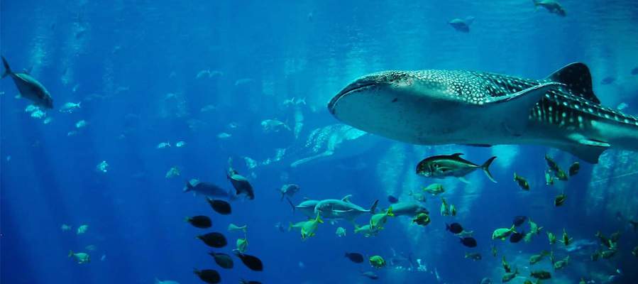 Una visita a palma aquarium Aparthotel Playas Ca's Saboners Palmanova Una visita a palma aquarium Aparthotel Playas Ca's Saboners Palmanova