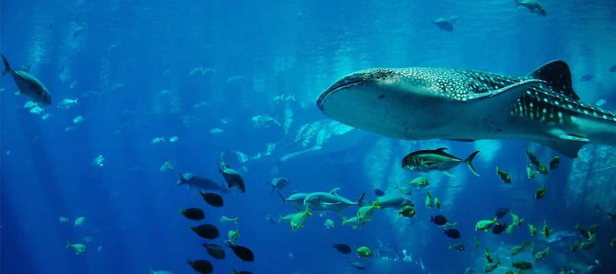 Una visita a palma aquarium Aparthotel Playas Ca's Saboners Palmanova