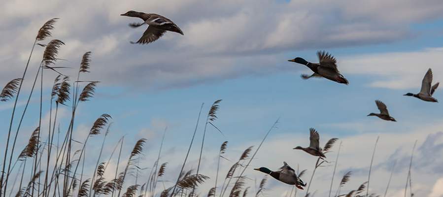 Descubre mallorca con cas saboners  - parque natural de s’albufera en alcúdia Aparthotel Playas Ca's Saboners Palmanova