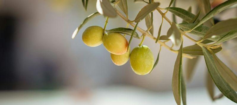 Descubre la ruta del aceite de oliva en Mallorca: una experiencia cultural y gastronómica Aparthotel Playas Ca's Saboners Palmanova Descubre la ruta del aceite de oliva en Mallorca: una experiencia cultural y gastronómica Aparthotel Playas Ca's Saboners Palmanova
