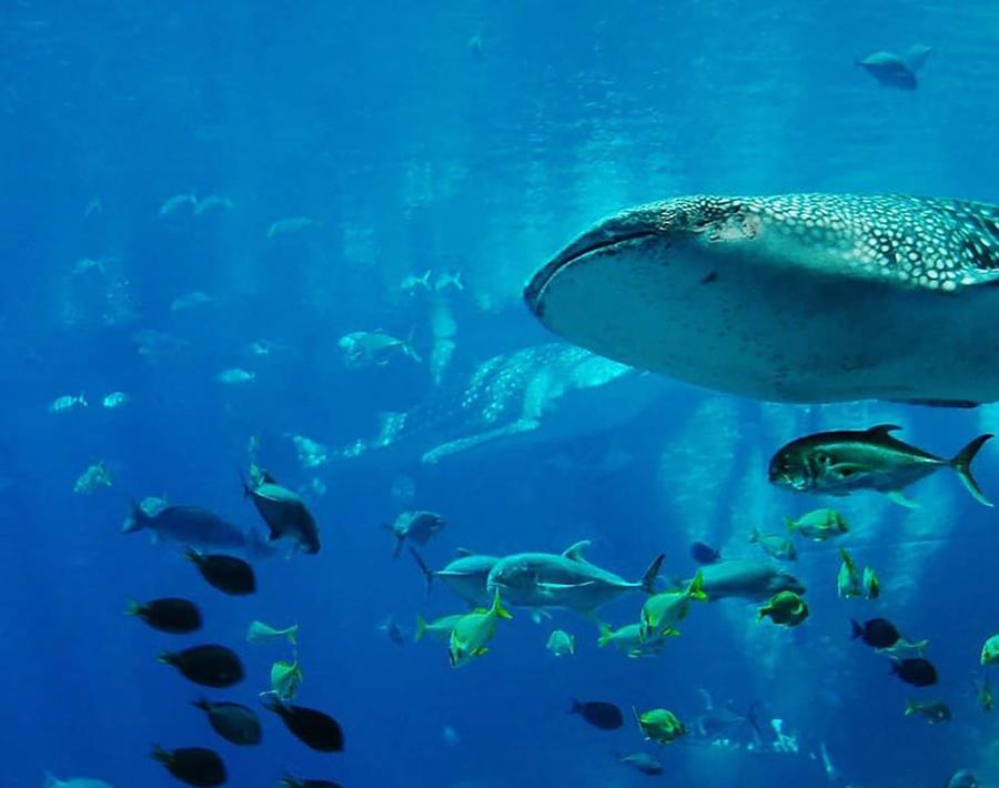 Una visita a Palma Aquarium Aparthotel Playas Ca's Saboners Palmanova Una visita a Palma Aquarium Aparthotel Playas Ca's Saboners Palmanova